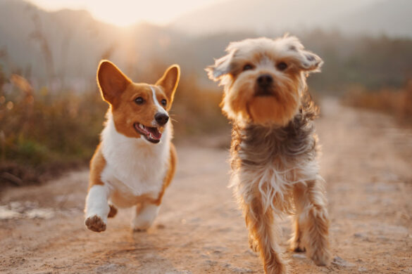 doggy-daycare