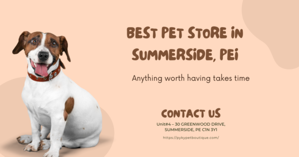 Best Pet Stores in Summerside