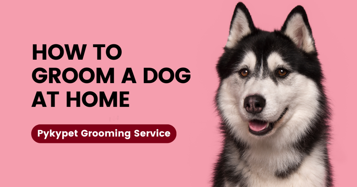 dog-grooming-thumbnail
