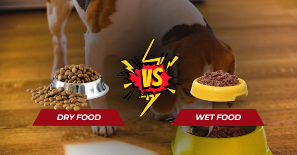 dry food vs wet food